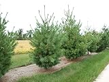 HTERDR White Pine (Pinus strobus), 30 Seeds