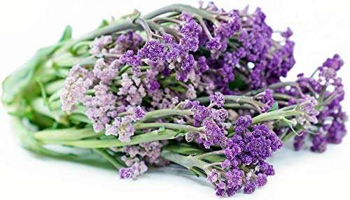 Golden Hills Farm® (AVG 500-2000) seeds Cauliflower (Purple Sprouting Leaf) Microgreen Seeds (B08644PDL7) Amazon Price History, Amazon Price Tracker