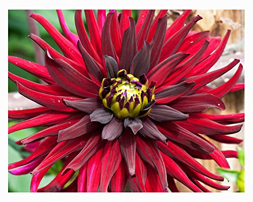 Chat Noir - Cactus Dahlia - 5 Gallon Size Bareroot Tuber #TOP4
