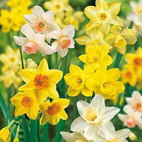 FernsFly® IMP. Narcissus | Daffodil Aromatic Flower Bulbs Winter Flower Home Pot/Land Gardening Bulbs Blooming planting (Pack of 2 Everyone Loves A Deal Mix Narcissus | Daffodil)