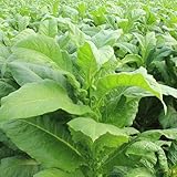 50 piezas semillas de tabaco plantas hierbas, semillas de bonsái comprar plantas de tabaco semillas de flores aptas para abejas, semillas de plantas Semillas de flores de pradera,