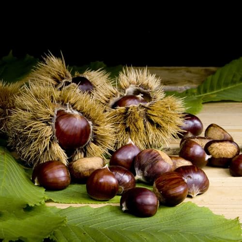 Semillas de castaño - de balcón resistentes Semillas de castaño, de bonsai raras resistentes para el jardín 5pcs