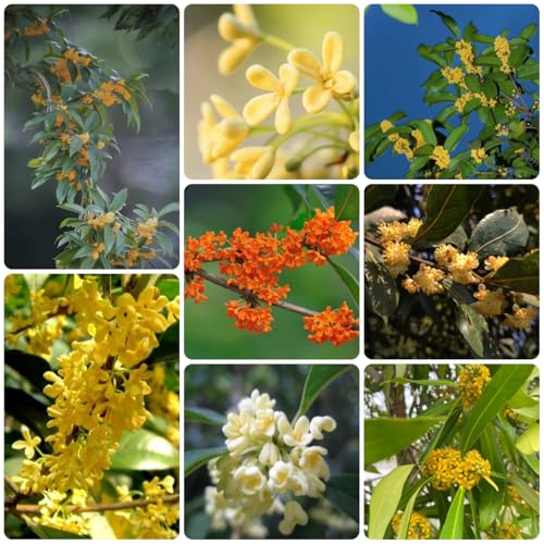 semillas resistentes del árbol de laurel, Plantación de árboles bonsái, arbustos resistentes semillas de laurel, comprar arboles, bonsai de interior, semillas de arboles Mini jardín, 35pcs