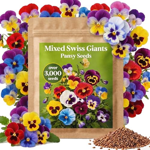 3000+ Swiss Giants Mix Pansy Seeds for Planting - Heirloom Colorful Viola x Wittrockiana Flower Seeds Easy to Grow High Germination Large Bloom Cool Season Flowers for Garden Containers