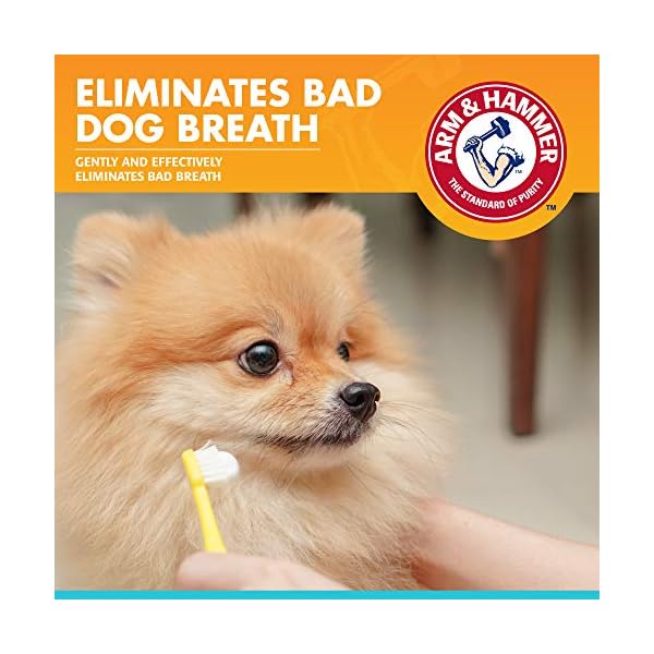 Arm & Hammer Dog Dental Care Fresh Breath Enzymatic Toothpaste for Dogs | No More Doggie Breath | Safe for Puppies, Clinical Care, Vanilla Ginger Flavor – 1 Pack Arm & Hammer Dog Dental Care Fresh Breath Enzymatic Toothpaste for Dogs | No More Doggie Breath | Safe for Puppies, Clinical Care, Vanilla Ginger Flavor – 1 Pack