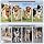 RPZ GPS Wireless Dog Fence Collar, No Subscription, for Open Outdoor Use - 7