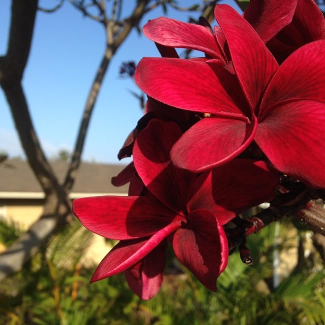 Plumeria Frangipani Blood Red, Temple Tree (Pack of 2 Healthy live plant)