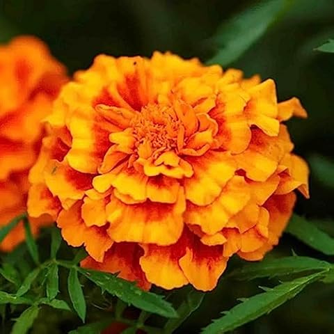 Welldales Bi Coloured Marigold Seeds Mix Cover