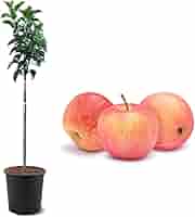 Apple - taiga 51AqEqP1laL._AC_SY200_QL15_.jpg
