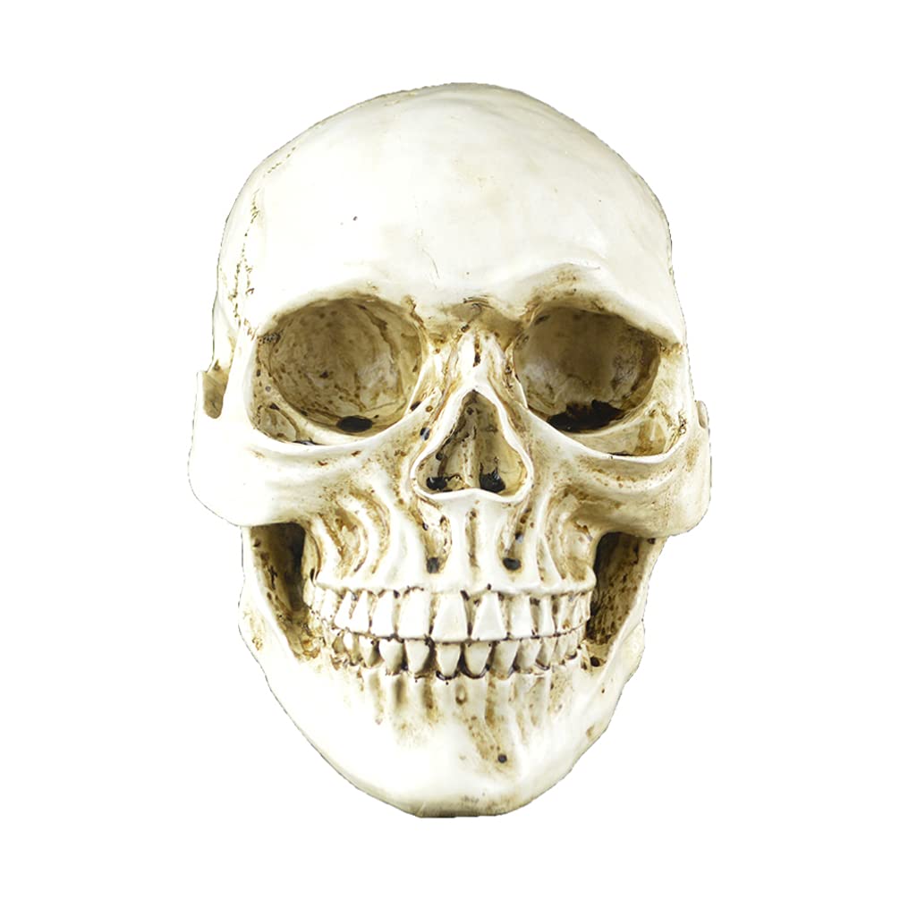 1 Pc Modelo De Calavera Decoración del Cráneo del Partido Decoración Creativa del Cráneo Accesorios De Calavera De Halloween Esqueleto Víspera De Todos Resina