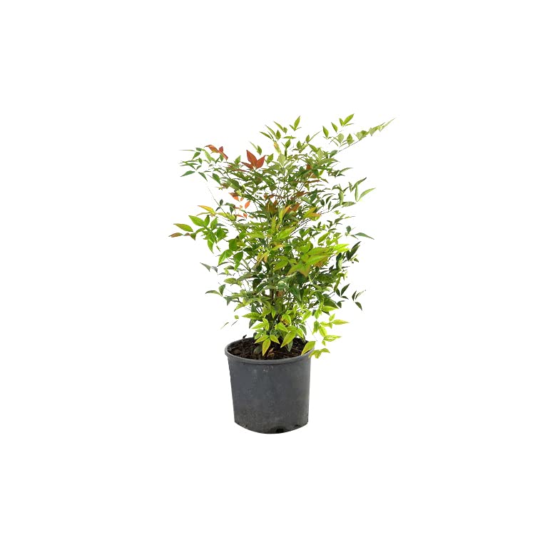 Heiliger Bambus - Nandina domestica - 30-40 cm Topf - Immergrner  Zierstrauch fr Garten und Kbel : Amazon.de: Garten