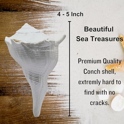 Image of Crystal Heaven Dakshinavarti Shankh Original - 4 to 5 inch inches Large Dakhinabarti Sankha for Puja Original Conch Shell - Natural Dakshinmukhi Shankh for Pooja, Meditation and Gifts
