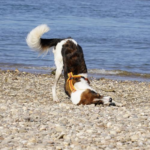 Anny-X Brustgeschirr Fun | Farbe Goldglöckchen | Hundegeschirr in Größe M (Brustumfang 62-74 cm) (Goldglöckchen, M)
