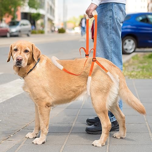 Lollanda Gehhilfe für Hunde Hinten, Tragehilfe für Hunde, Hundegeschirr für Die Hinterbeine, Gehhilfe Hunde zum Unterstützung für Kranke Hund, Älterer Hund, Fördert die Mobilität des Hundes (Orange)