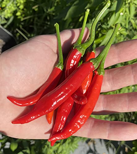 Calabrian Pepper Ristra Italian Piccante Calabrese Spicy Pepper of Calabria Premium Seeds for Planting Packet