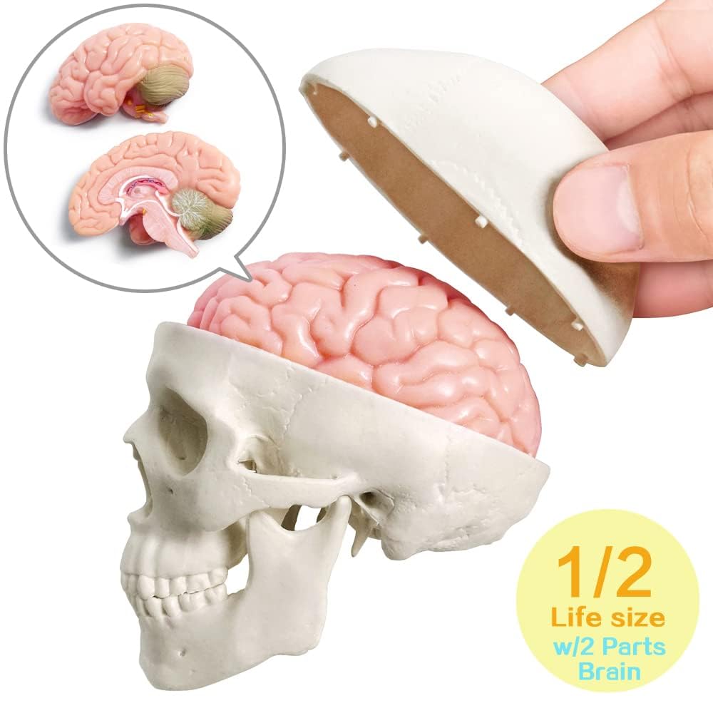 EVOTECH SCIENTIFIC Menschlicher Körper, Skelett, Herz, halbe Größe Schädel mit Gehirn-Anatomie-Modellen, bestes anatomisches Modell-Set, 4 handliche 3D-Modell-Studienwerkzeuge für Medizinstudenten