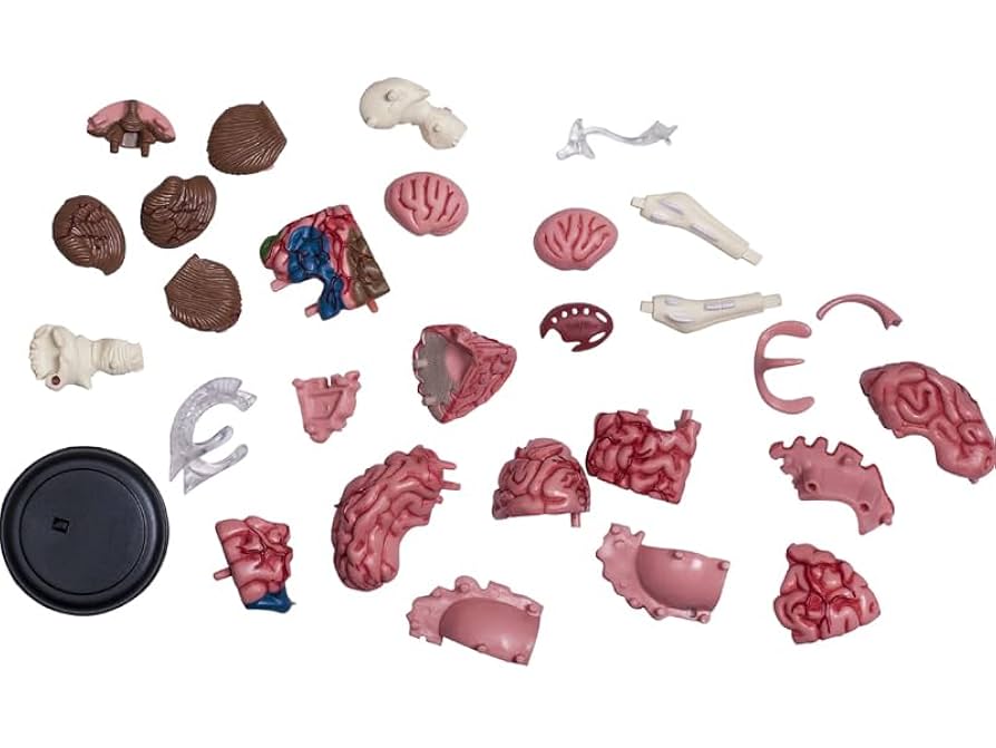 Amazon | 4D立体パズル 人体解剖モデル 人間の脳 4D Human
