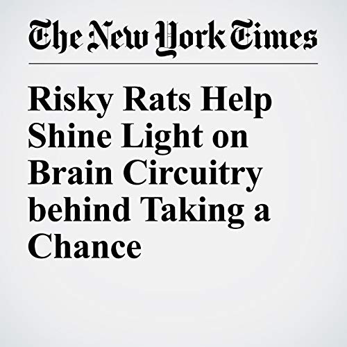 Risky Rats Help Shine Light on Brain Circuitry behind Taking a Chance cover art