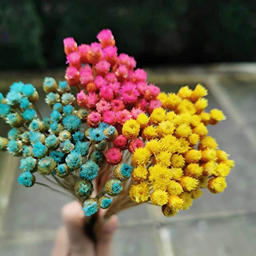 50 piezas Ramo mini flores naturales secas decorativas miniatura 3