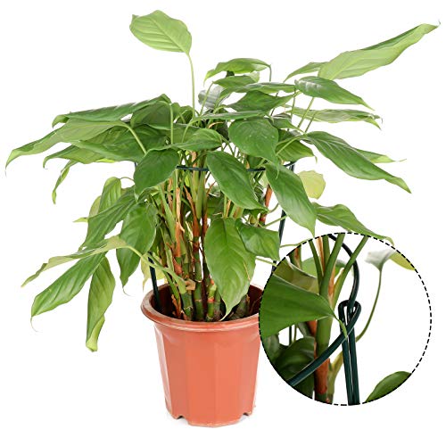 LouisaYork Tuinrand Plant Ondersteuning, 2 Stks Hoge Plant Ondersteunt Plant Ondersteuning Tuin Staken Tuin Hoepel Halfrond voor Pioenrozen, Hortensia, Rozen - Afbeelding 8