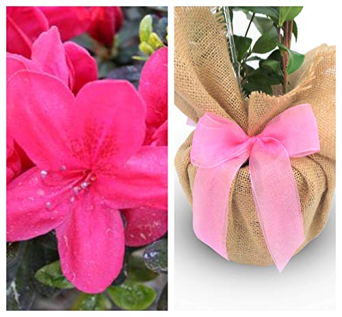Azalea 'Mothers Day' Plant Gift - Gift Wrapped Plant Gift for Mum,Mummy,Mother,Granny,Gran
