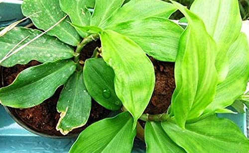 Costus Igneus Insulin Live Medicinal Plant|| Insulin Plant Dibetic Costus Igneus Rare Specimen Insulin live plant with pot (B0C7QD2ZD5) Amazon Price History, Amazon Price Tracker
