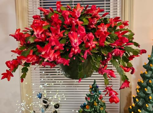 Red Christmas Cactus Plants Live, 4 to 6 Inch Tall Live Christmas Cactus Bare Roots, Perennial Well Rooted Flower Plants, Holiday Houseplant, No Pot Red Christmas Cactus Plants Live, 4 to 6 Inch Tall Live Christmas Cactus Bare Roots, Perennial Well Rooted Flower Plants, Holiday Houseplant, No Pot