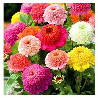 See full amazon price history chart for Green World ZINNIA SCABIOSA MIXED FLOWER SEEDS FOR KITCHEN GARDENING (200 seeds) Green World ZINNIA SCABIOSA MIXED FLOWER SEEDS FOR KITCHEN GARDENING (200 seeds) (B09LT5SN1Q) Amazon Price History, Amazon Price Tracker