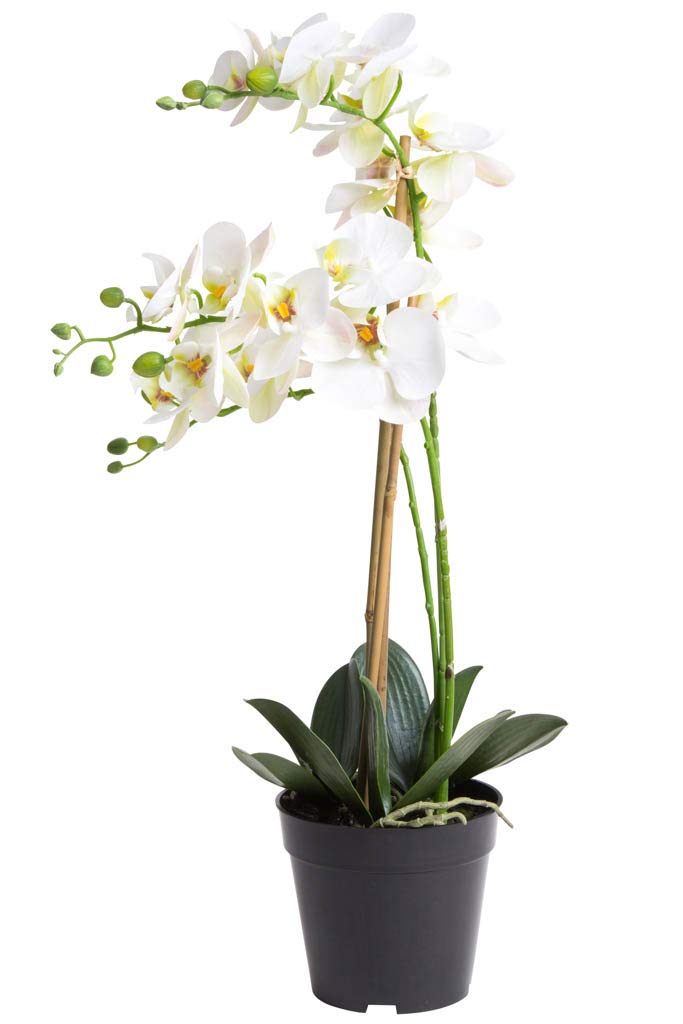 pasch orchidee