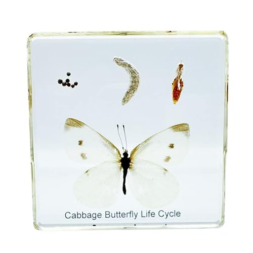 Ámbar de alta definición (estrella de mar, escorpión, cucaracha, mariposa, pescado, libélula) Espécimen de resina de insectos, resina ámbar para