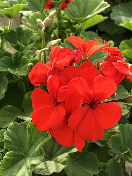 Anuraj farms Geranium red Flower live Plant geranium blooms plant (B0CND7VWTQ) Amazon Price History, Amazon Price Tracker