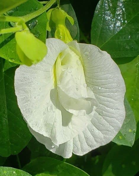 See full amazon price history chart for Seed Wala Extremely Rare and Beautiful White-Multipetal Aparajita | Clitoria Ternatea | Butterfly Pea| Shankhupushpam | Flower Seeds Pack of 10 Seeds(SW-111) Seed Wala Extremely Rare and Beautiful White-Multipetal Aparajita | Clitoria Ternatea | Butterfly Pea| Shankhupushpam | Flower Seeds Pack of 10 Seeds(SW-111) (B0B15JGBJ5) Amazon Price History, Amazon Price Tracker