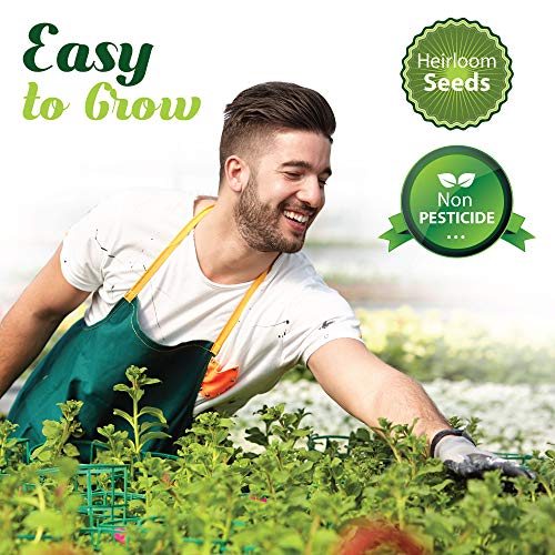 3700 Culinary Herb Seeds For Planting Indoor And Outdoor - Heirloom And Non-Gmo - Basil, Lavender, Parsley Italian, Thyme, Rosemary, Dill, Catnip, Cilantro, Chives, Mint, Oregano, Sage, Etc #TOP4