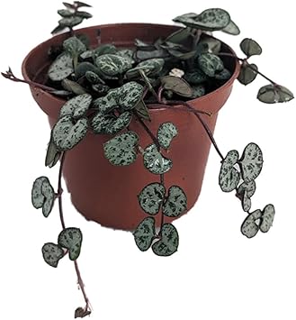 String of Hearts - Hearts Entangled -Ceropegia woodii-2.5" Pot-Collector Series
