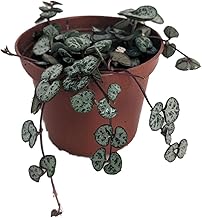 String of Hearts - Hearts Entangled -Ceropegia woodii-2.5" Pot-Collector' Series