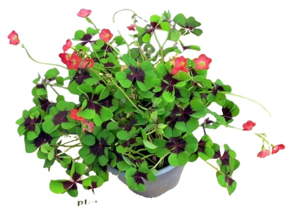 Trébol Cuatro Hojas Natural la Planta de la Suerte de la Temporada
