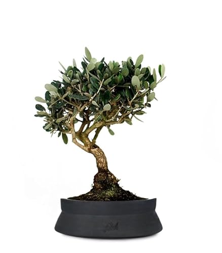 Olivo Bonsai Altezza 45 cm, Pianta Vera, Pianta da Interno ed Esterno - Vaso Artigianale di Terracotta - Nero Space