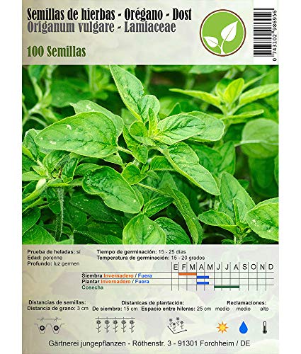 Semillas de hierbas - Orégano/Origanum vulgare - Lamiaceae - diferentes variedades(Orégano - Origanum vulgare/Dost)