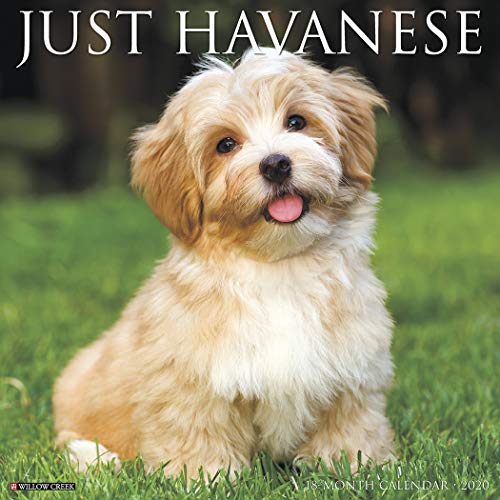 Télécharger Just Havanese 2020 Calendar PDF