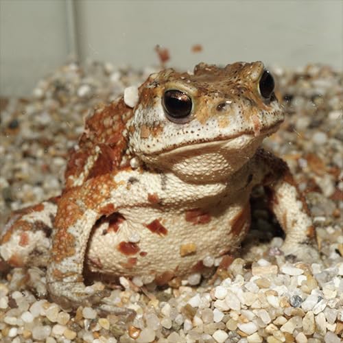 Amazon | (両生類)ミヤコヒキガエル （約4-8cm）（10匹） | ネオス 