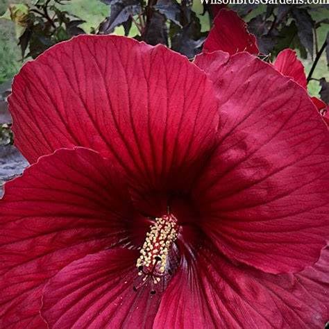 Hibiscus 'Midnight Marvel', Hardy Perennial, Outdoor Garden Plant, Dark Wine-Purple