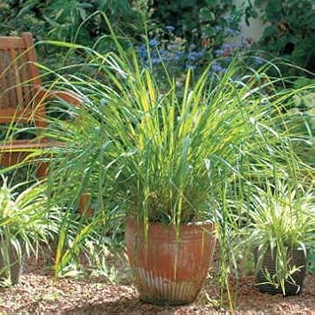 Park Seed Lemongrass Seeds