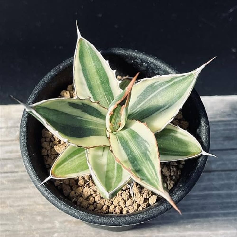 アガベ 五色万代　超レア株 成長記録]アガベ・五色万代（ロファンサ・クアドリカラー