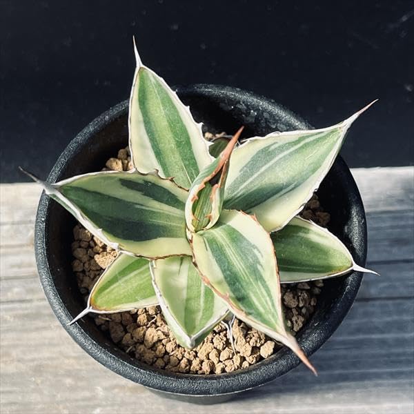 Amazon｜多肉植物 ：アガベ 五色万代*S｜観葉植物 オンライン通販