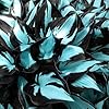 Hosta Seeds, 200+pcs Grow Easily Exotic Hostas Drought Tolerant Colorful Hosta Plants Backyard Walkway Bed #3