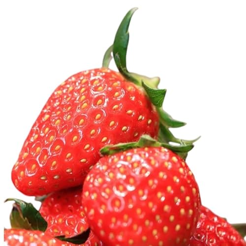 [予約受注]2026年2月下旬より発送 新潟県産越後姫2L 15粒入り