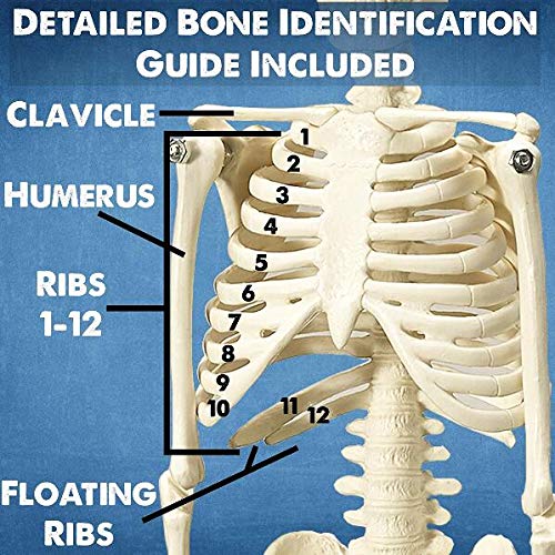 3D Human Body Torso Model for Child Anatomy Model Skeleton, Human Body Model with Removable Parts, 3D Human Body Anatomy Model Educational Learning Toy /2106 3D Human Body Torso Model for Child Anatomy Model Skeleton, Human Body Model with Removable Parts, 3D Human Body Anatomy Model Educational Learning Toy /2106