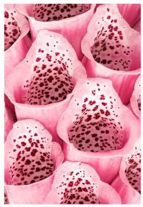 Miniatura 3 de 1000 COLORES MIXTOS FOXGLOVE Digiitalis Purpurea Semillas de flores