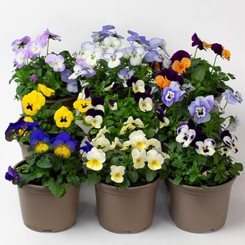 9 Mixed Colour Pansy Viola Plants in Pots Cover