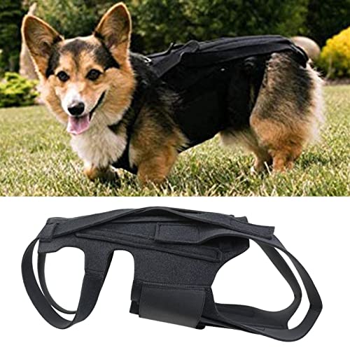 Attelle dorsale pour chien souffrant de douleurs : rééducation active
